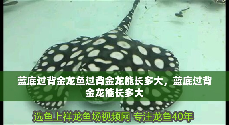 藍(lán)底過(guò)背金龍魚(yú)過(guò)背金龍能長(zhǎng)多大，藍(lán)底過(guò)背金龍能長(zhǎng)多大