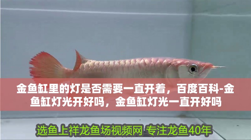 金魚缸里的燈是否需要一直開著，百度百科-金魚缸燈光開好嗎，金魚缸燈光一直開好嗎