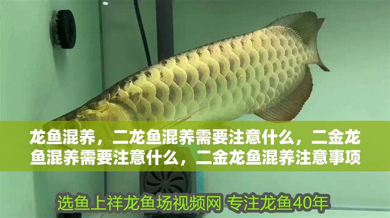 龍魚混養，二龍魚混養需要注意什么，二金龍魚混養需要注意什么，二金龍魚混養注意事項