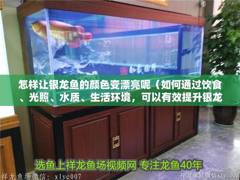 怎樣讓銀龍魚的顏色變漂亮呢（如何通過飲食、光照、水質、生活環境，可以有效提升銀龍魚的顏色表現）