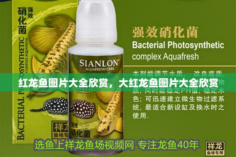 紅龍魚圖片大全欣賞，大紅龍魚圖片大全欣賞