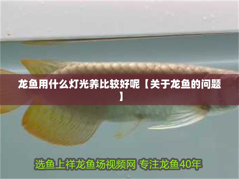 龍魚用什么燈光養(yǎng)比較好呢【關(guān)于龍魚的問題】
