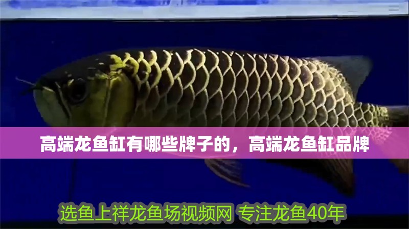 高端龍魚(yú)缸有哪些牌子的，高端龍魚(yú)缸品牌 高端龍魚(yú)缸有哪些牌子的，高端龍魚(yú)缸品牌 觀賞魚(yú)百科 第2張