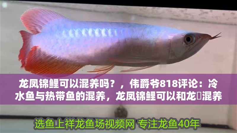 龍鳳錦鯉可以混養嗎？，偉爵爺818評論：冷水魚與熱帶魚的混養，龍鳳錦鯉可以和龍魟混養嗎 龍鳳錦鯉可以混養嗎？，偉爵爺818評論：冷水魚與熱帶魚的混養，龍鳳錦鯉可以和龍魟混養嗎 觀賞魚百科 第2張