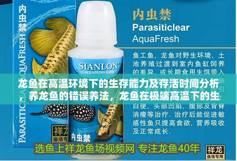 龍魚在高溫環境下的生存能力及存活時間分析，養龍魚的錯誤養法，龍魚在極端高溫下的生存能力及存活時間分析