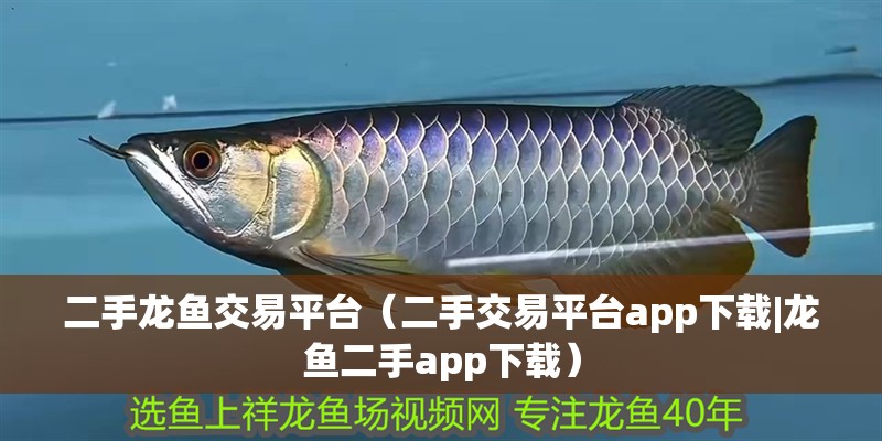 二手龍魚交易平臺(tái)（二手交易平臺(tái)app下載|龍魚二手app下載）