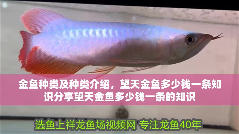 金魚種類及種類介紹，望天金魚多少錢一條知識分享望天金魚多少錢一條的知識 金魚種類及種類介紹，望天金魚多少錢一條知識分享望天金魚多少錢一條的知識 觀賞魚百科