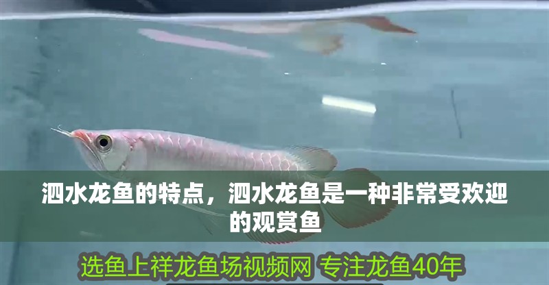 泗水龍魚的特點，泗水龍魚是一種非常受歡迎的觀賞魚
