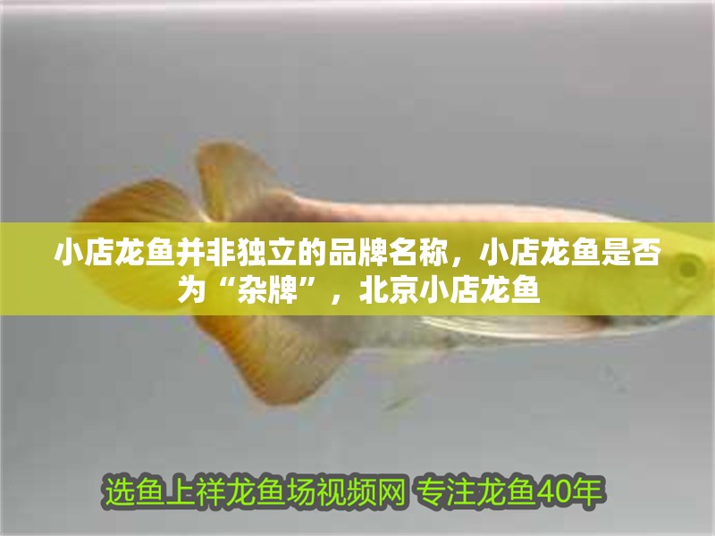 小店龍魚并非獨(dú)立的品牌名稱，小店龍魚是否為“雜牌”，北京小店龍魚