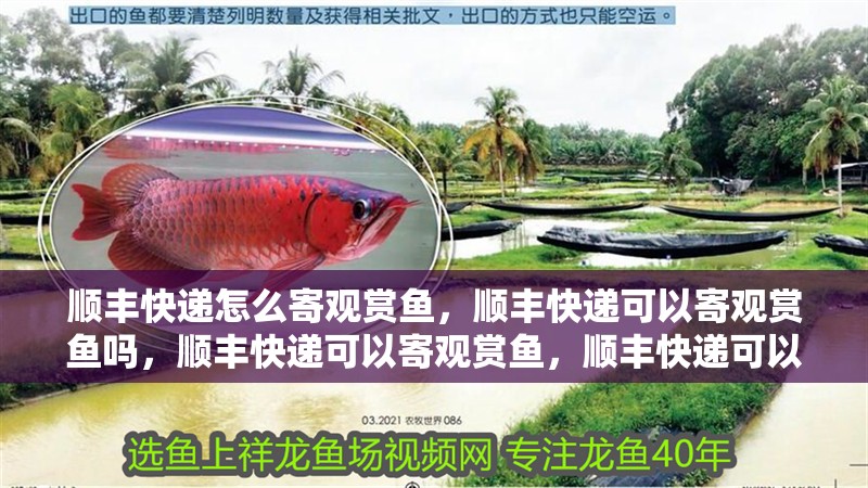 順豐快遞怎么寄觀賞魚，順豐快遞可以寄觀賞魚嗎，順豐快遞可以寄觀賞魚，順豐快遞可以寄觀賞魚嗎