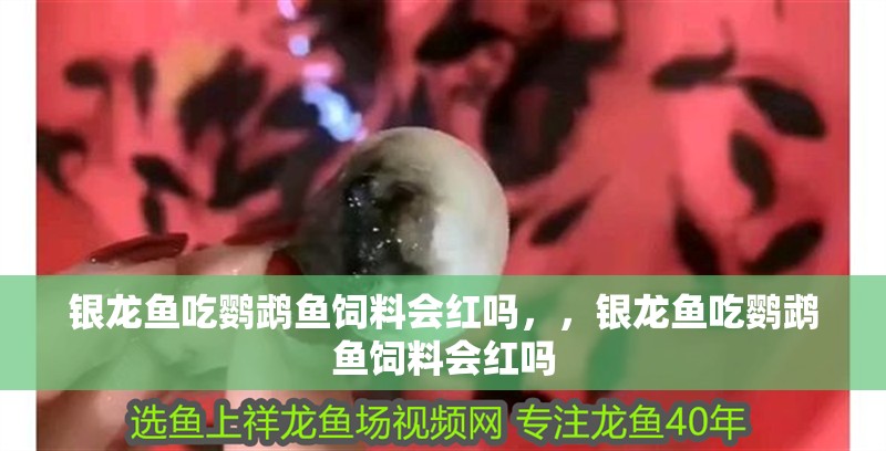 銀龍魚(yú)吃鸚鵡魚(yú)飼料會(huì)紅嗎，，銀龍魚(yú)吃鸚鵡魚(yú)飼料會(huì)紅嗎