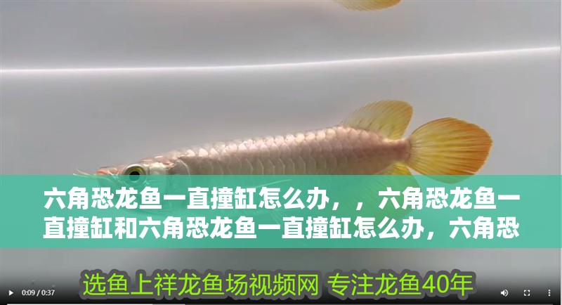 六角恐龍魚一直撞缸怎么辦，，六角恐龍魚一直撞缸和六角恐龍魚一直撞缸怎么辦，六角恐龍魚一直撞缸怎么辦