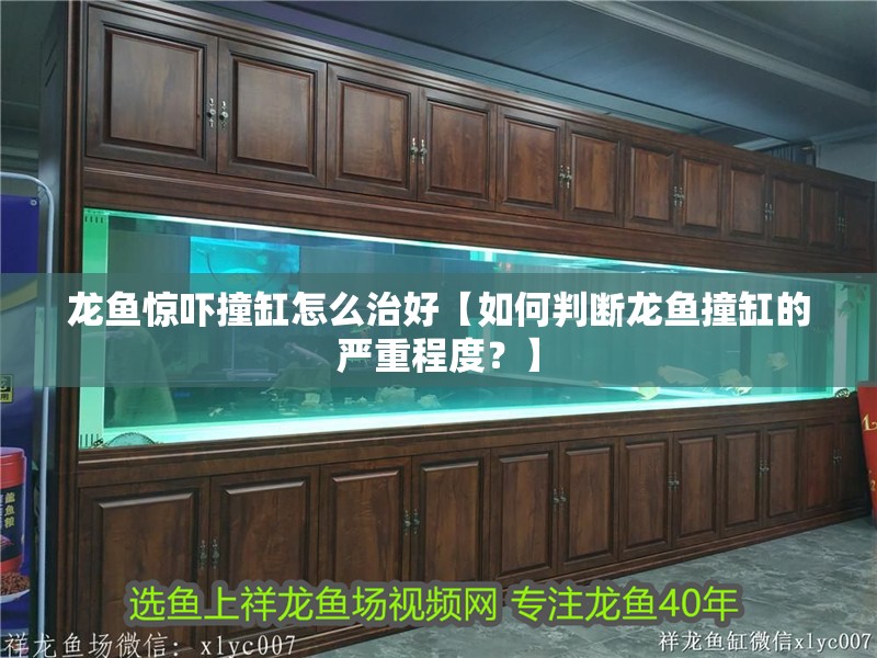 龍魚驚嚇撞缸怎么治好【如何判斷龍魚撞缸的嚴(yán)重程度？】