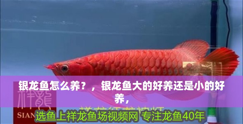 銀龍魚(yú)怎么養(yǎng)？，銀龍魚(yú)大的好養(yǎng)還是小的好養(yǎng)，