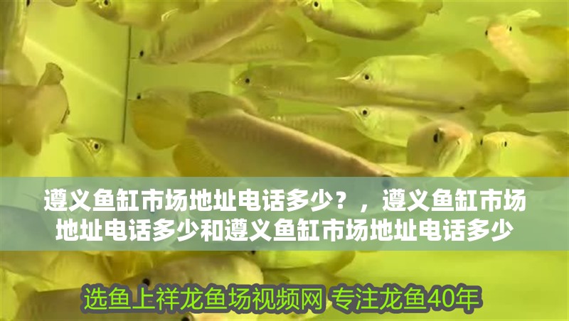 遵義魚缸市場地址電話多少？，遵義魚缸市場地址電話多少和遵義魚缸市場地址電話多少