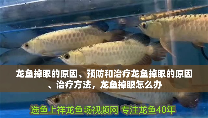 龍魚掉眼的原因、預防和治療龍魚掉眼的原因、治療方法，龍魚掉眼怎么辦
