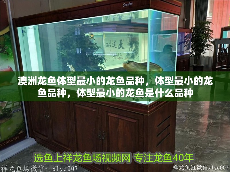 澳洲龍魚體型最小的龍魚品種，體型最小的龍魚品種，體型最小的龍魚是什么品種