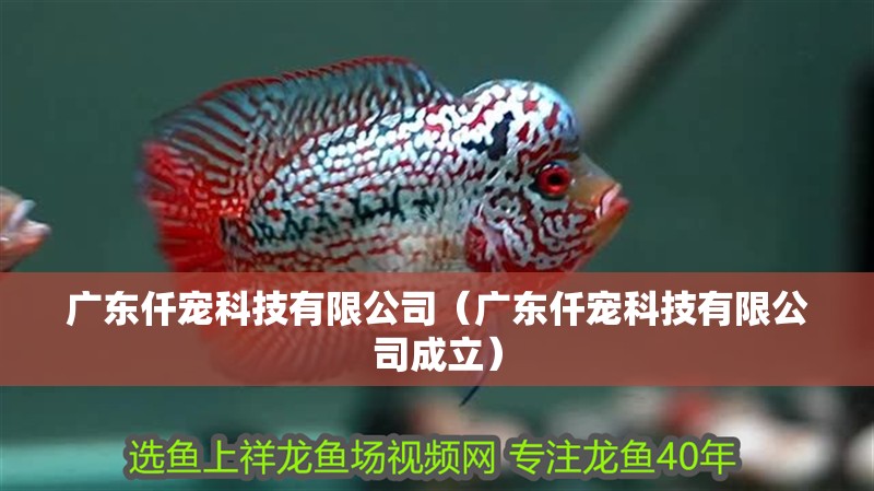 廣東仟寵科技有限公司（廣東仟寵科技有限公司成立）