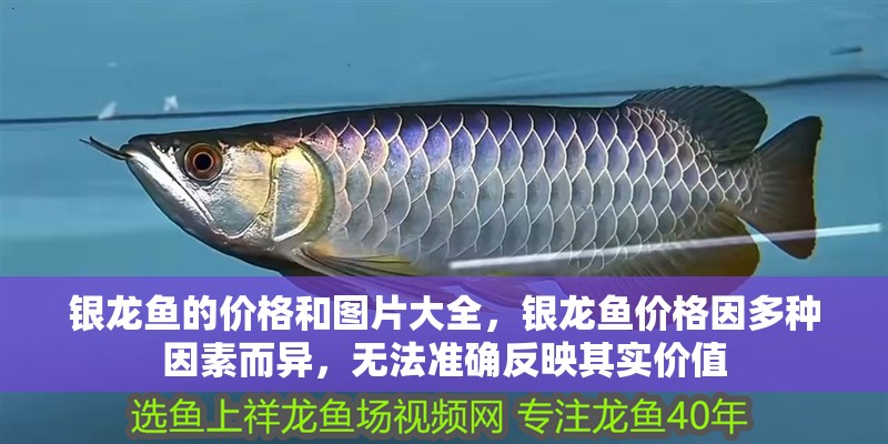 銀龍魚的價格和圖片大全，銀龍魚價格因多種因素而異，無法準確反映其實價值
