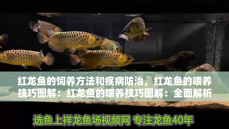 紅龍魚的飼養(yǎng)方法和疾病防治，紅龍魚的喂養(yǎng)技巧圖解：紅龍魚的喂養(yǎng)技巧圖解：全面解析