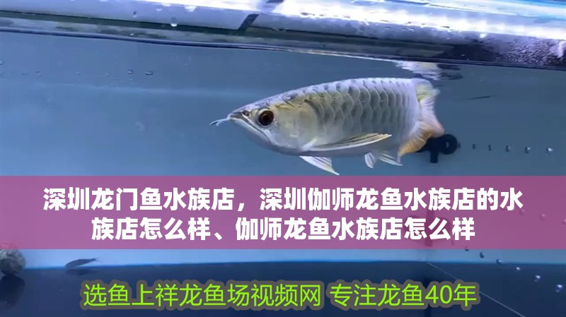 深圳龍門魚水族店，深圳伽師龍魚水族店的水族店怎么樣、伽師龍魚水族店怎么樣