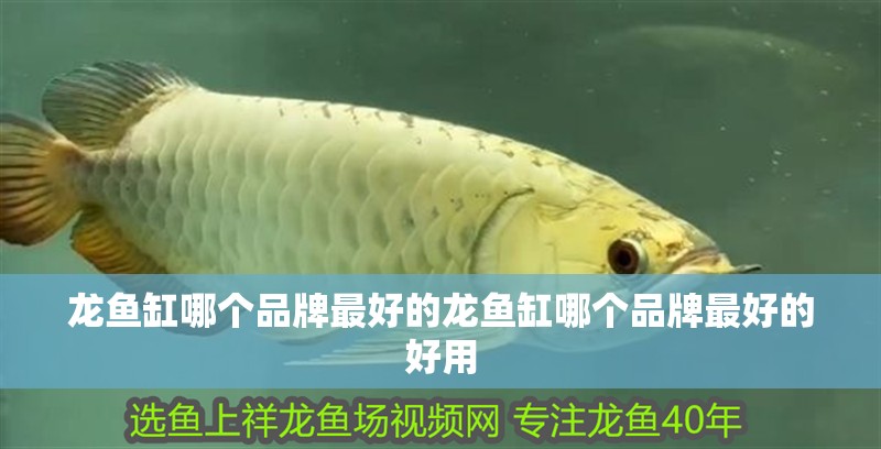 龍魚缸哪個品牌最好的龍魚缸哪個品牌最好的好用
