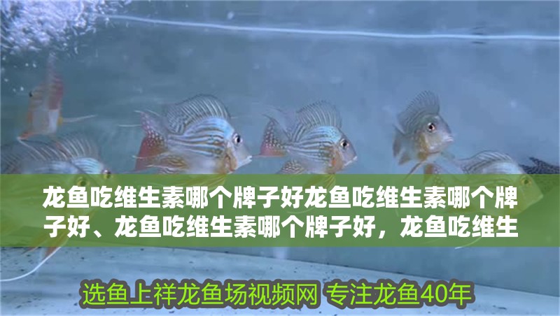 龍魚吃維生素哪個(gè)牌子好龍魚吃維生素哪個(gè)牌子好、龍魚吃維生素哪個(gè)牌子好，龍魚吃維生素哪個(gè)品牌好 龍魚吃維生素哪個(gè)牌子好龍魚吃維生素哪個(gè)牌子好、龍魚吃維生素哪個(gè)牌子好，龍魚吃維生素哪個(gè)品牌好 觀賞魚百科