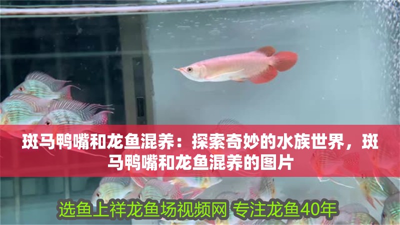 斑馬鴨嘴和龍魚混養：探索奇妙的水族世界，斑馬鴨嘴和龍魚混養的圖片 斑馬鴨嘴和龍魚混養：探索奇妙的水族世界，斑馬鴨嘴和龍魚混養的圖片 觀賞魚百科 第2張