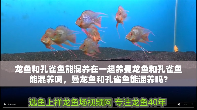 龍魚和孔雀魚能混養(yǎng)在一起養(yǎng)曼龍魚和孔雀魚能混養(yǎng)嗎，曼龍魚和孔雀魚能混養(yǎng)嗎？