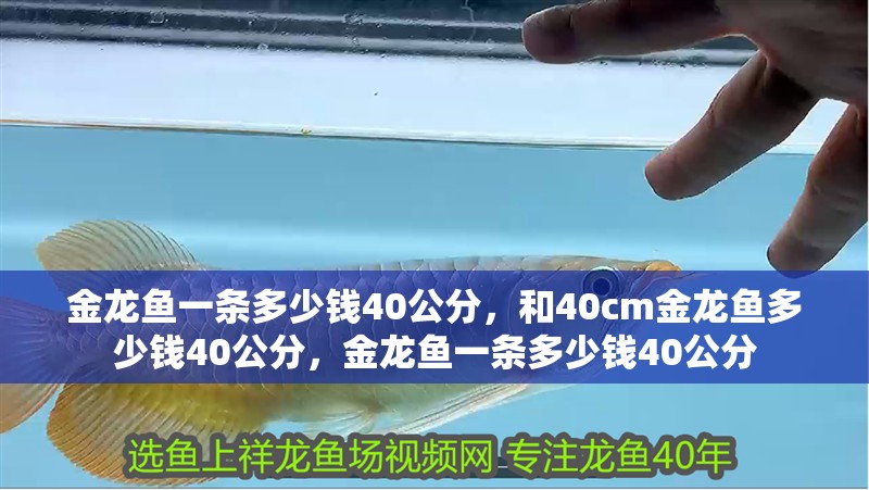 金龍魚一條多少錢40公分，和40cm金龍魚多少錢40公分，金龍魚一條多少錢40公分