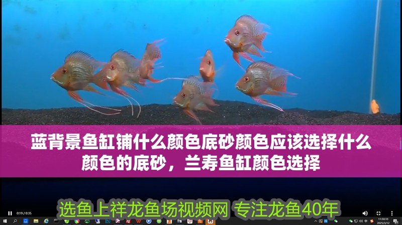 藍背景魚缸鋪什么顏色底砂顏色應該選擇什么顏色的底砂，蘭壽魚缸顏色選擇