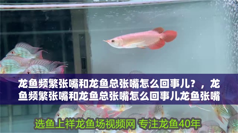 龍魚頻繁張嘴和龍魚總張嘴怎么回事兒？，龍魚頻繁張嘴和龍魚總張嘴怎么回事兒龍魚張嘴怎么回事兒