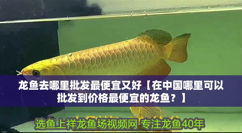 龍魚去哪里批發最便宜又好【在中國哪里可以批發到價格最便宜的龍魚？】