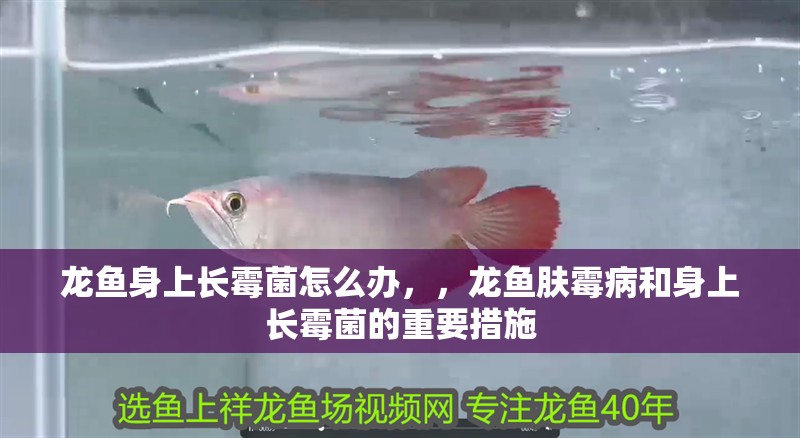 龍魚身上長霉菌怎么辦，，龍魚膚霉病和身上長霉菌的重要措施 龍魚身上長霉菌怎么辦，，龍魚膚霉病和身上長霉菌的重要措施 觀賞魚百科 第2張