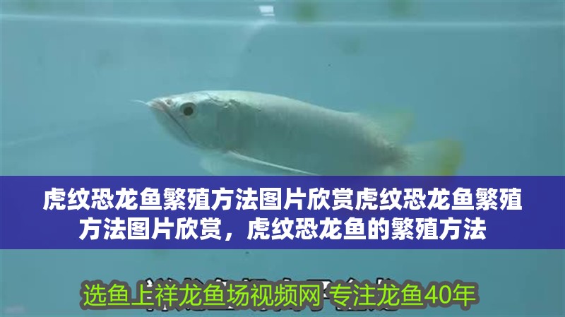 虎紋恐龍魚繁殖方法圖片欣賞虎紋恐龍魚繁殖方法圖片欣賞，虎紋恐龍魚的繁殖方法