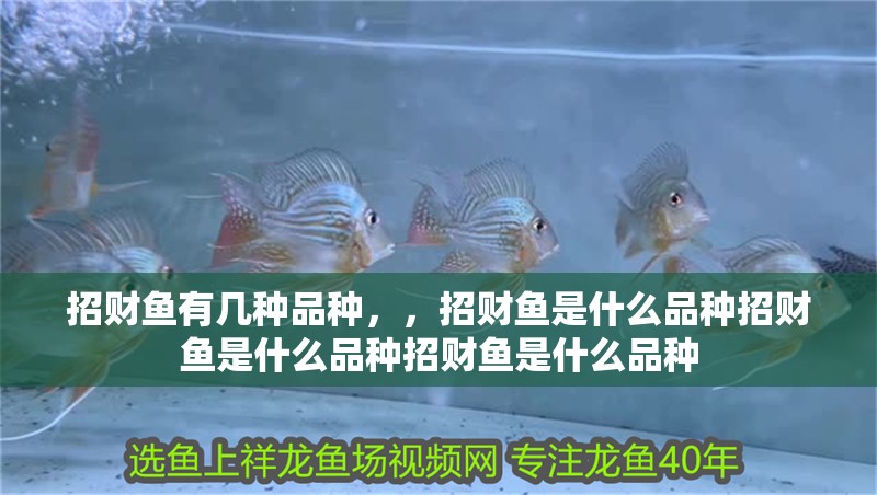 招財魚有幾種品種，，招財魚是什么品種招財魚是什么品種招財魚是什么品種
