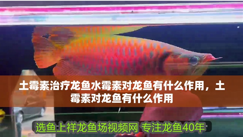 土霉素治療龍魚水霉素對龍魚有什么作用，土霉素對龍魚有什么作用