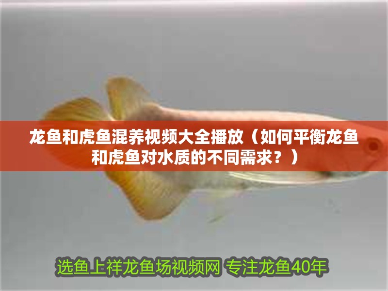 龍魚和虎魚混養(yǎng)視頻大全播放（如何平衡龍魚和虎魚對水質(zhì)的不同需求？）