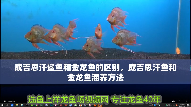 成吉思汗鯊魚和金龍魚的區別，成吉思汗魚和金龍魚混養方法