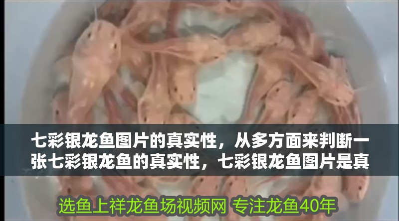七彩銀龍魚(yú)圖片的真實(shí)性，從多方面來(lái)判斷一張七彩銀龍魚(yú)的真實(shí)性，七彩銀龍魚(yú)圖片是真實(shí)存在的魚(yú)類嗎