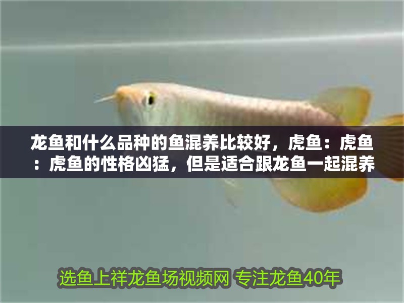 龍魚和什么品種的魚混養(yǎng)比較好，虎魚：虎魚：虎魚的性格兇猛，但是適合跟龍魚一起混養(yǎng)