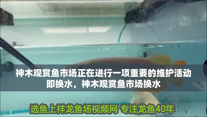 神木觀賞魚市場正在進行一項重要的維護活動即換水，神木觀賞魚市場換水