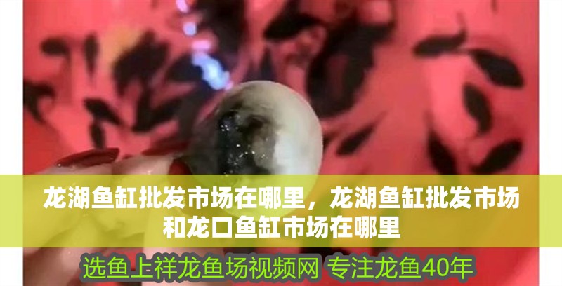 龍湖魚缸批發(fā)市場在哪里，龍湖魚缸批發(fā)市場和龍口魚缸市場在哪里 龍湖魚缸批發(fā)市場在哪里，龍湖魚缸批發(fā)市場和龍口魚缸市場在哪里 觀賞魚百科 第1張