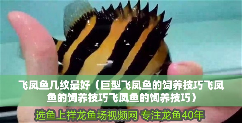 飛鳳魚幾紋最好（巨型飛鳳魚的飼養技巧飛鳳魚的飼養技巧飛鳳魚的飼養技巧）
