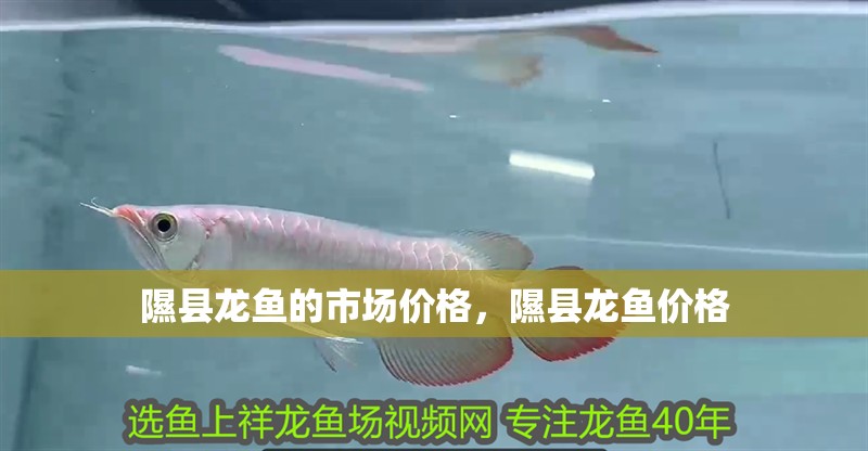 隰縣龍魚的市場價格，隰縣龍魚價格