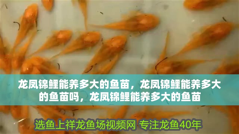 龍鳳錦鯉能養(yǎng)多大的魚苗，龍鳳錦鯉能養(yǎng)多大的魚苗嗎，龍鳳錦鯉能養(yǎng)多大的魚苗