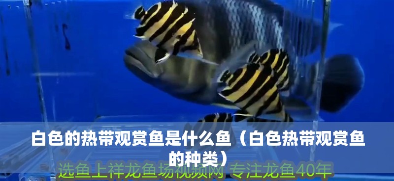 白色的熱帶觀賞魚是什么魚（白色熱帶觀賞魚的種類）