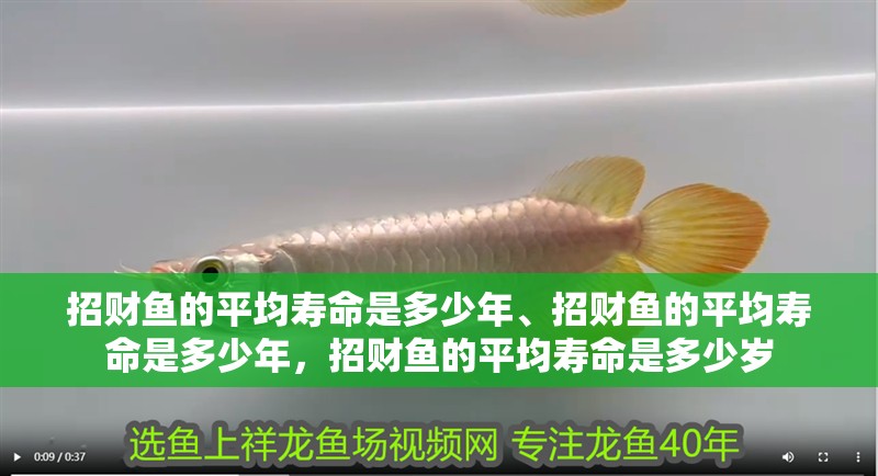 招財魚的平均壽命是多少年、招財魚的平均壽命是多少年，招財魚的平均壽命是多少歲