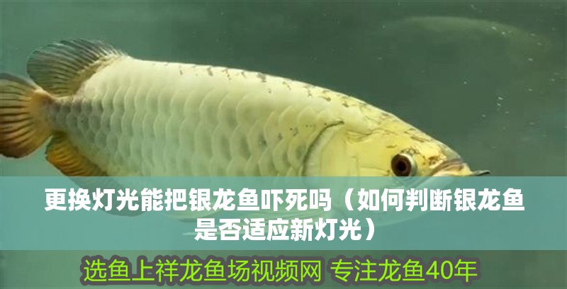 更換燈光能把銀龍魚嚇死嗎（如何判斷銀龍魚是否適應新燈光）