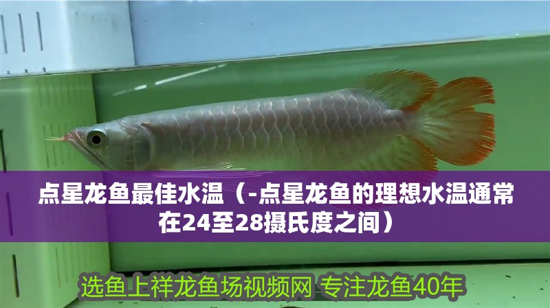 點(diǎn)星龍魚最佳水溫（-點(diǎn)星龍魚的理想水溫通常在24至28攝氏度之間） 點(diǎn)星龍魚最佳水溫（-點(diǎn)星龍魚的理想水溫通常在24至28攝氏度之間） 觀賞魚百科 第2張
